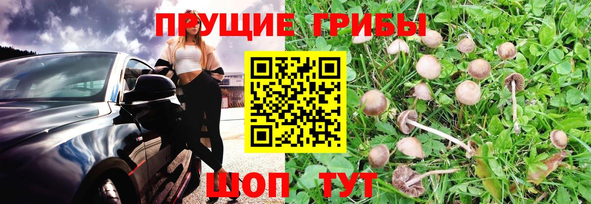 Псилоцибиновые грибы мухоморы  Вход с VPN  Мегион  Псилоцибиновые грибы прущие грибы 